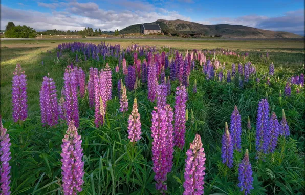 Greens, field, summer, clouds, trees, flowers, mountains, hills
