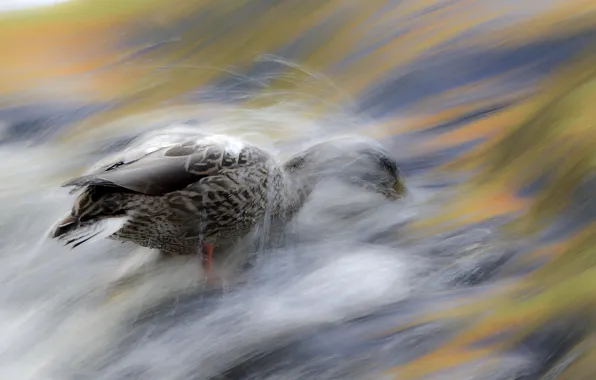 Picture water, bird, stream