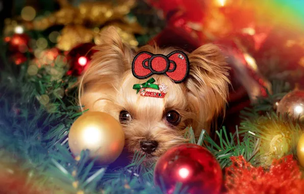 Look, balls, lights, portrait, dog, Christmas, hairstyle, puppy