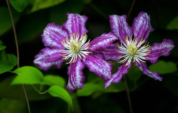 Leaves, flowers, the dark background, Duo, lilac, vines, clematis