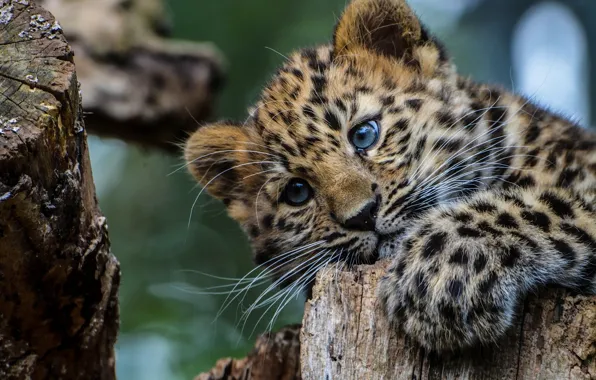 cute baby leopards with blue eyes