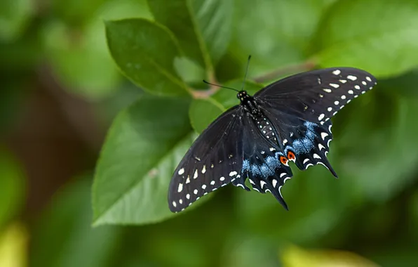 Leaves, microsemi, butterfly, wings, insect, beautiful, closeup