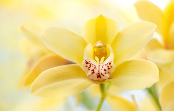 Macro, yellow, Orchid