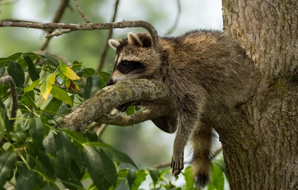 Picture greens, leaves, branches, nature, raccoon, lies, resting, on the tree