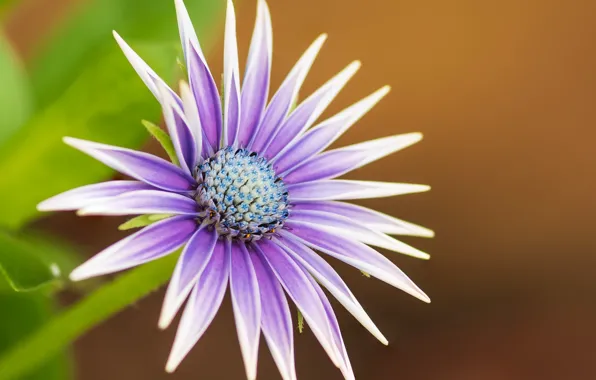 Flower, background, Fleur Walton