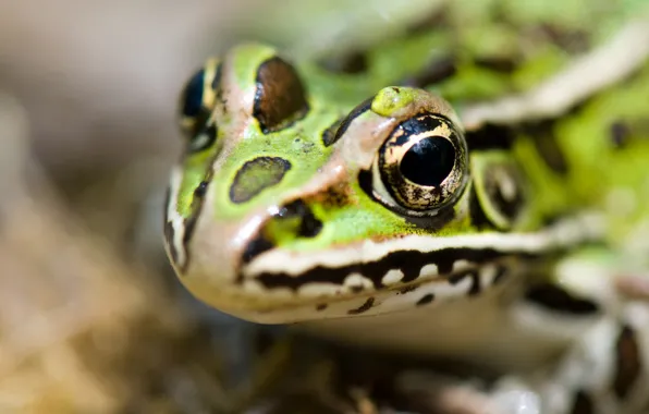 Frog, head, reptile