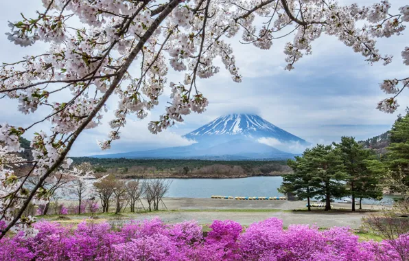 Flowers, mountain, spring, Japan, Sakura, Fuji