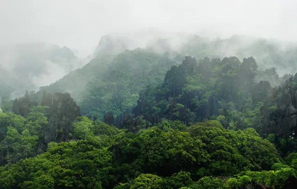 Picture forest, mountains, fog, tropics, stones, rocks, vegetation, Laos