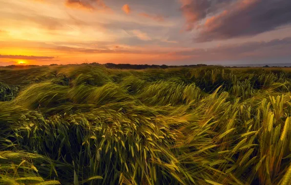 Wheat, field, summer, the sky, the sun, sunset, the evening, June