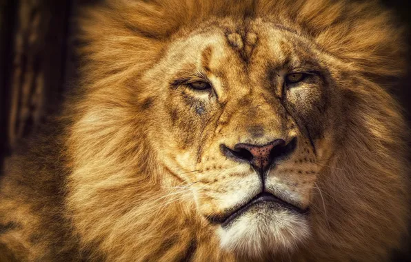 Look, face, cats, portrait, Leo, king, mane, wild cats