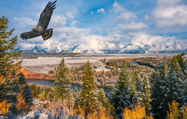 Forest, the sky, clouds, mountains, eagle