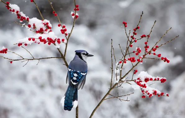 Winter, snow, branches, berries, bird, Jay