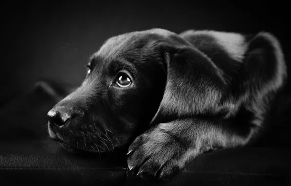 Picture photo, black, white, dog, Labrador, black