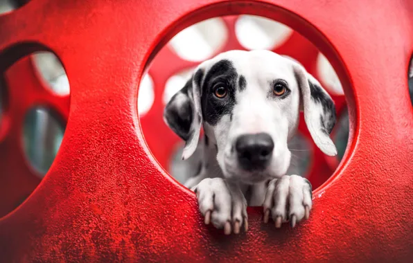 Look, face, portrait, dog, Dalmatians, red background
