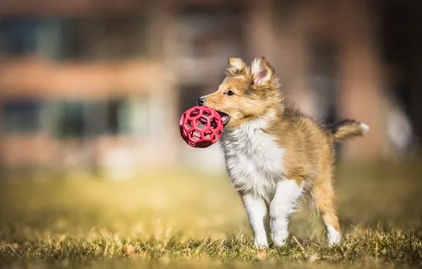 The game, dog, puppy