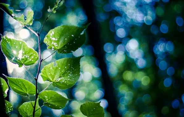 Picture leaves, macro, nature, branch, green, bokeh