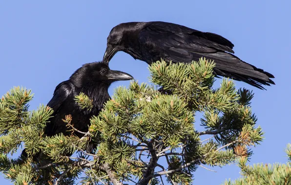 Bird, beak, pair, Raven