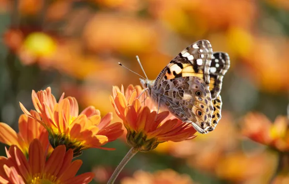 Summer, macro, flowers, nature, butterfly, garden, insect, orange