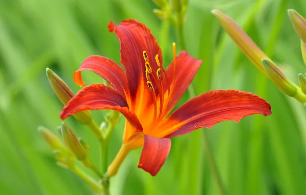 Picture grass, Lily, petals, garden, meadow