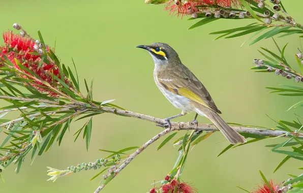 Flowers, branches, bird, beak, tail