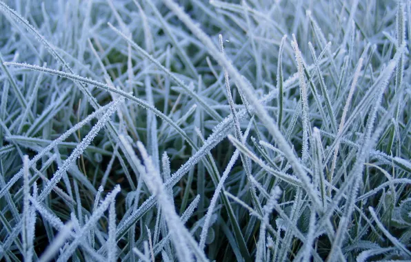 Picture frost, grass, frost