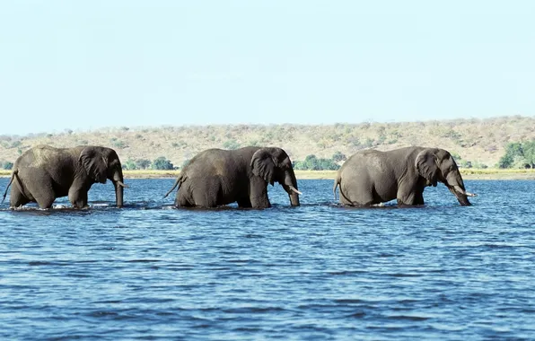 Water, three, tusks, elephant, trunks
