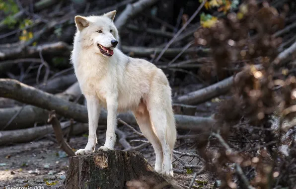 Picture predator, handsome, white wolf