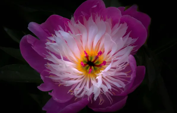 Flower, nature, petals, stamens