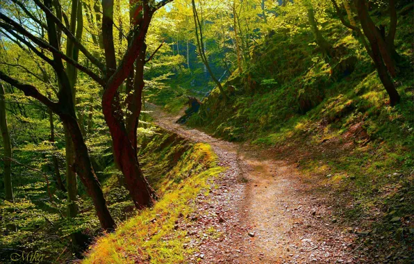 Trees, Forest, Trail, Forest, Trees, Path