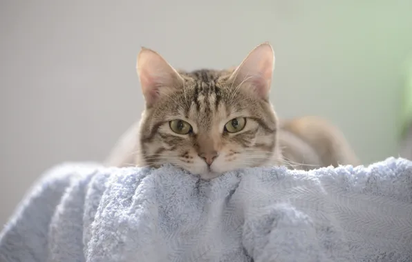 Cat, cat, look, towel, muzzle