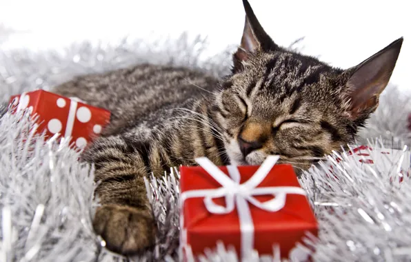 Picture cat, holiday, box, gift, new year, Christmas, sleeping, lies