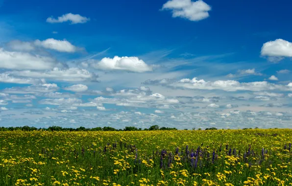Field, summer, the sky, the sun, clouds, yellow, dandelion