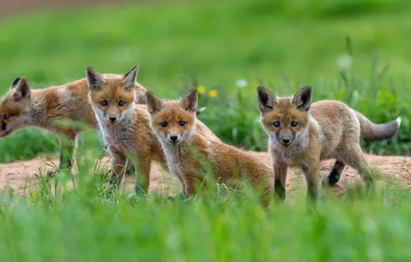 Picture greens, Fox, cubs