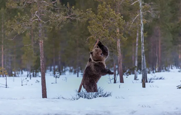 Snow, frame, bear, pine