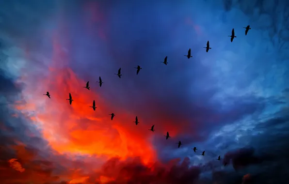 The sky, clouds, flight, sunset, birds, clouds, glow, wedge