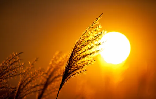 Picture the sky, the sun, macro, sunset, plant, silhouette