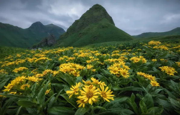 Greens, field, flowers, mountains, hills, balsamorhiza
