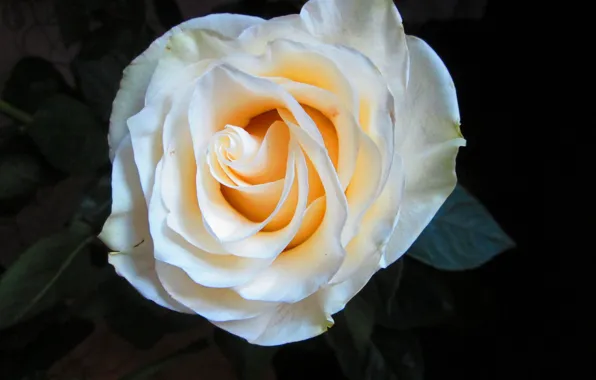 Picture white, macro, roses, raspustila