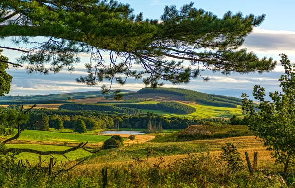 Picture greens, summer, the sun, trees, lake, hills, field, Scotland