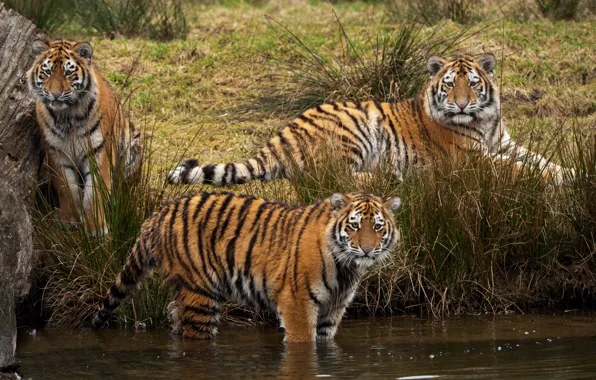Picture grass, cats, tiger, bathing, pond, Amur, Trinity