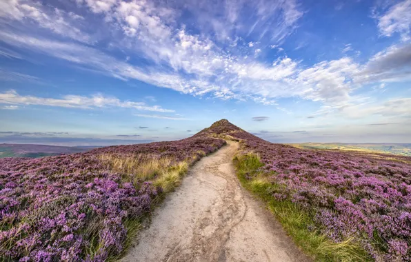 Road, field, the sky, clouds, flowers, blue, dal, hill