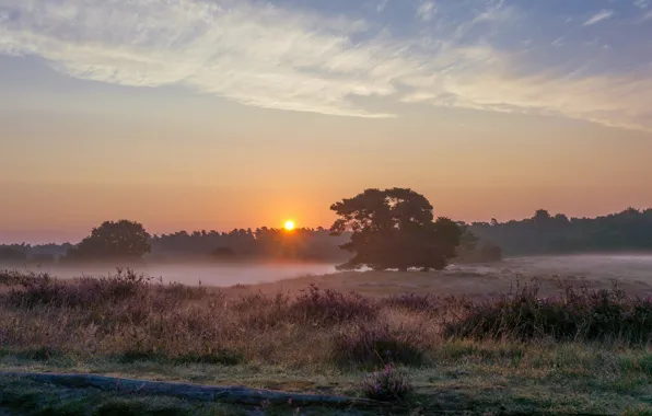 Field, clouds, trees, sunset, nature, fog, dawn, the evening