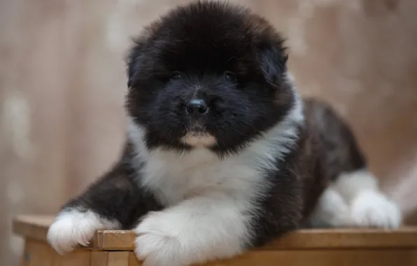 Puppy, breed, spotted, Akita