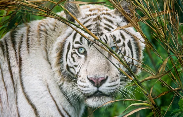 Cat, look, face, white tiger, ©Tambako The Jaguar