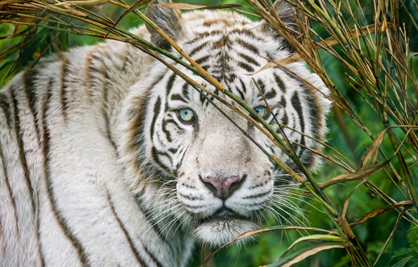 Picture cat, look, face, white tiger, ©Tambako The Jaguar