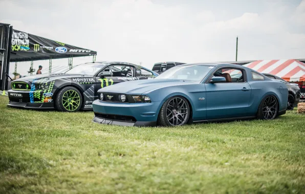 Picture grass, green, two, Mustang, Ford, blue