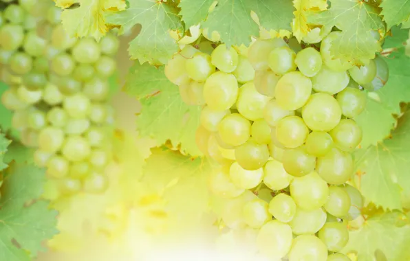 Grapes, bunch, Grape
