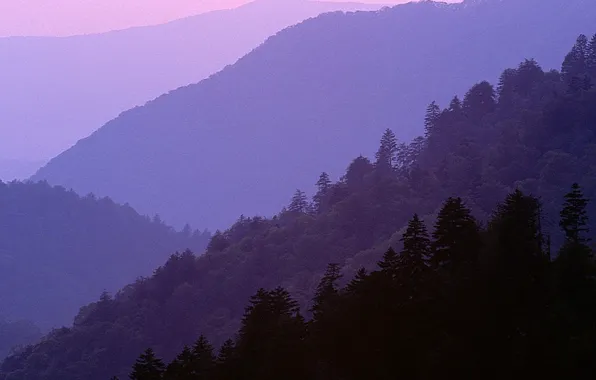 Picture trees, mountains, nature, USA, twilight, Great Smoky Mountains National Park