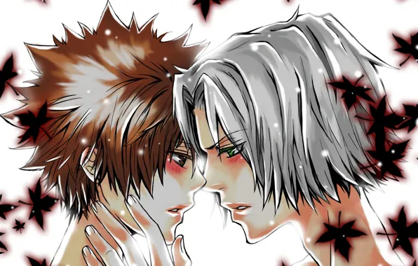 Leaves, Katekyo Hitman Reborn, Teacher mafia Reborn, Gokudera Hayato, Sawada Tsuyoshi