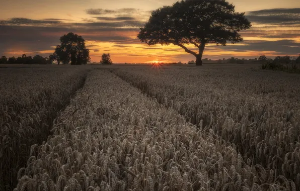 Wheat, field, sunset, tree, ears, wheat field